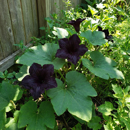 Black Pumpkin Vegetable Seeds | Planting Guide for Healthy Growth