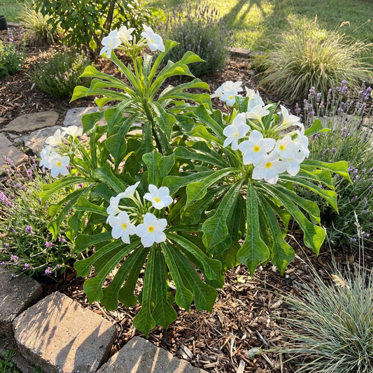 Yellow Egg Flower Seeds: Perfect for Planting & Gardening