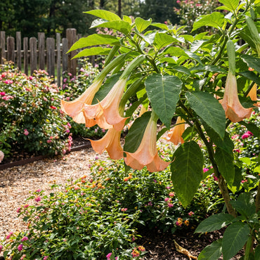 Trompetan Flower Seeds for Easy Planting