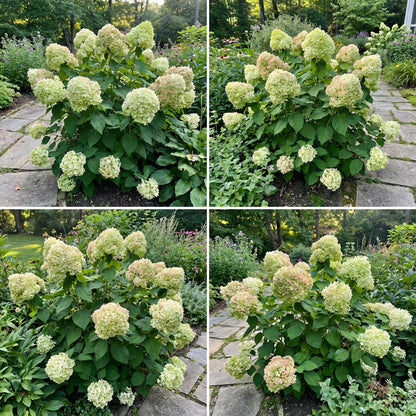 Hydrangea Seeds & Planting Guide for Green Thumb Enthusiasts