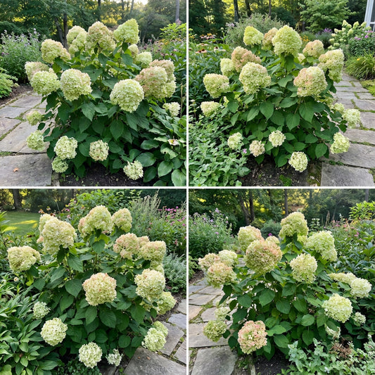 Hydrangea Seeds & Planting Guide for Green Thumb Enthusiasts