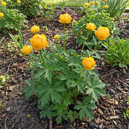 Trollius Flower Seeds  Ideal for Planting
