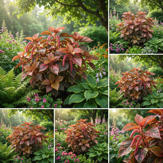 Acalypha Plant Seeds - Perfect for Planting