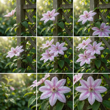 Nelly Moser Flower Seeds for Planting