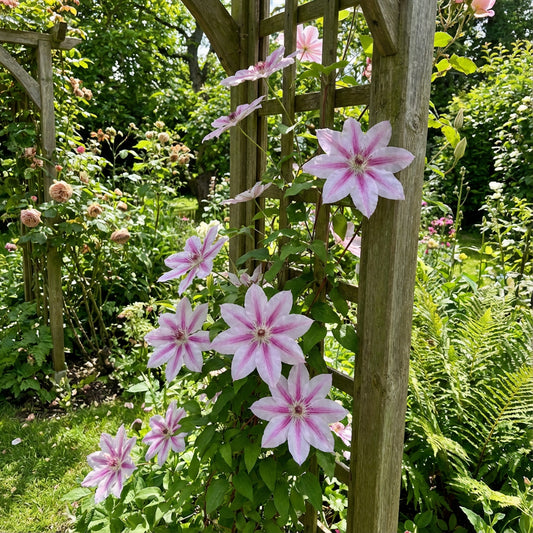 Nelly Moser Flower Seeds for Planting