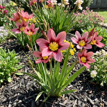 Sparaxis Tricolor Rose Flower Seeds for Planting