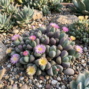 Mixed Gibbaeum Seeds Planting Guide