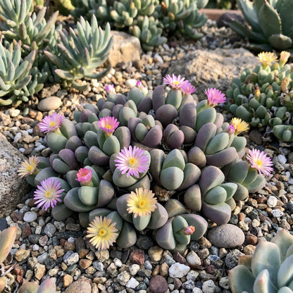 Mixed Gibbaeum Seeds Planting Guide