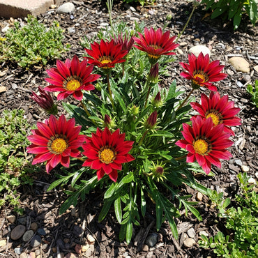 Red Gazania Flower Seeds Planting