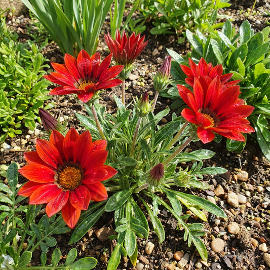 Red Gazania Flower Seeds Planting