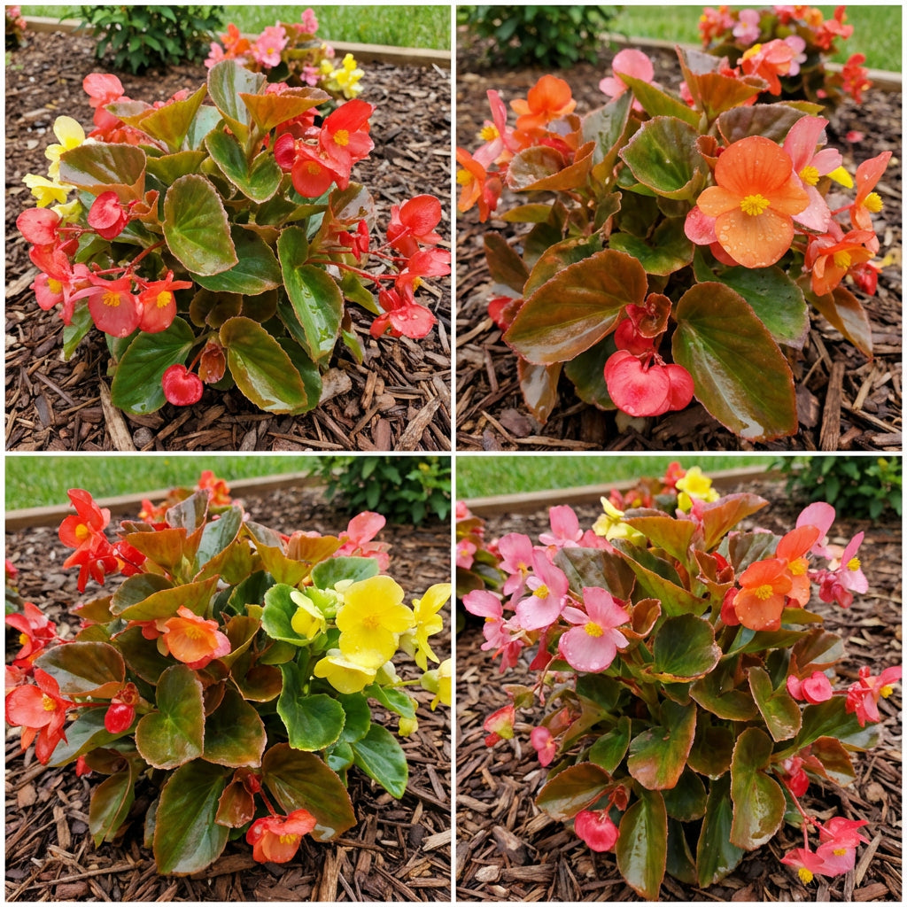 Mixed Begonia Flower Seeds for Planting