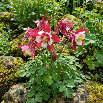 Red White Aquilegia Flower Seeds for Planting