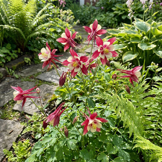 Red White Aquilegia Flower Seeds for Planting