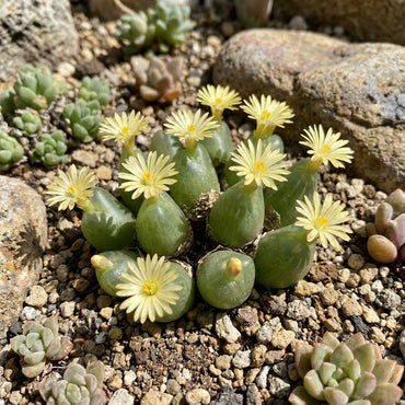 Conophytum Hammeri Plant Seeds for Easy Planting