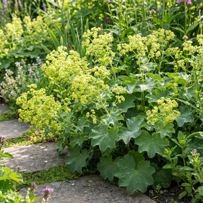 Planting Guide for Achemilla Mollis Seeds