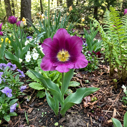 Violet Tulip Flower Seeds Planting Guide