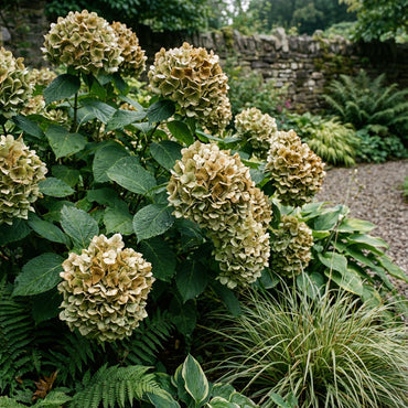 Khaki Hydrangea Seeds for Planting