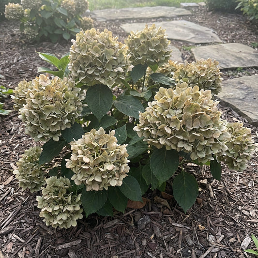 Khaki Hydrangea Seeds for Planting