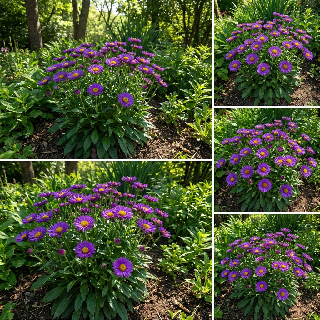 Purple Erigeron Speciosus Seeds for Planting - Hardy Flower Variety