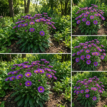 Purple Erigeron Speciosus Seeds for Planting - Hardy Flower Variety