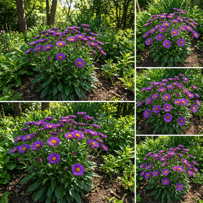 Purple Erigeron Speciosus Seeds for Planting - Hardy Flower Variety