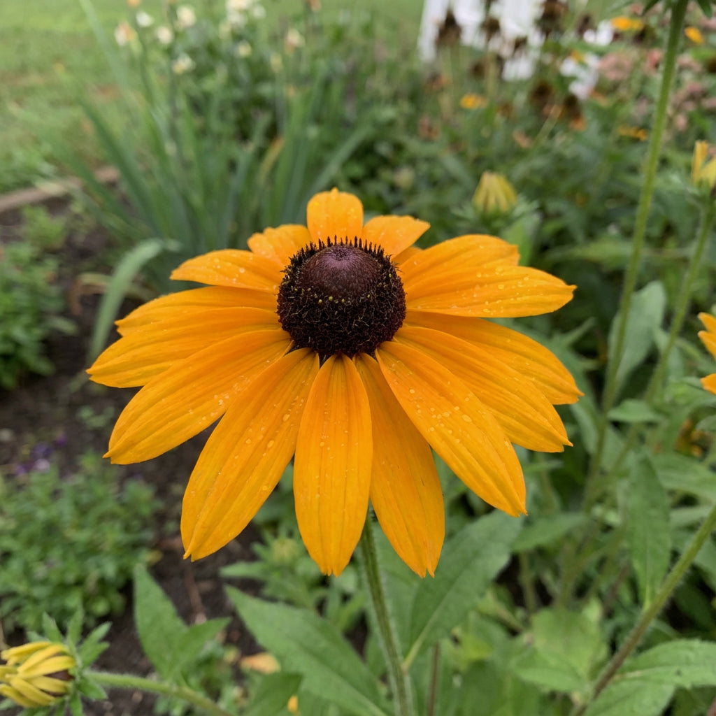 Rudbeckia Flower Seeds: Essential Planting Guide