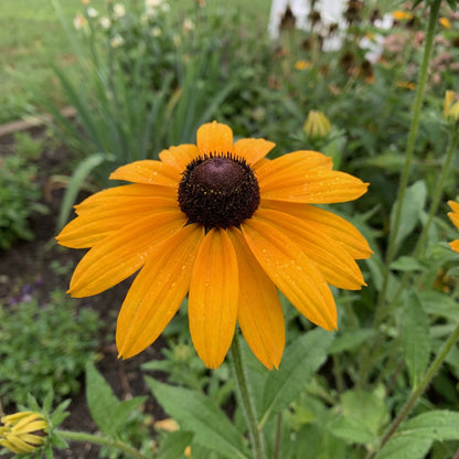 Rudbeckia Flower Seeds: Essential Planting Guide