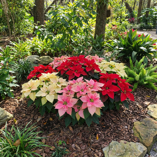 Mixed Poinsettia Flower Seeds: Essential Planting Guide