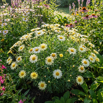 Argyranthemum Flower Seeds: Essential Planting Guide