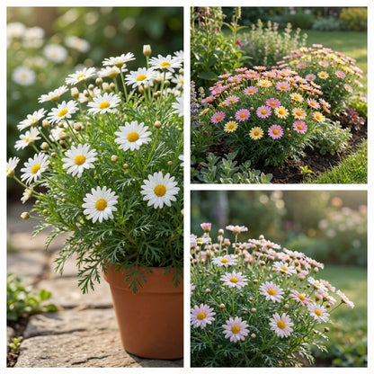 Argyranthemum Flower Seeds: Essential Planting Guide