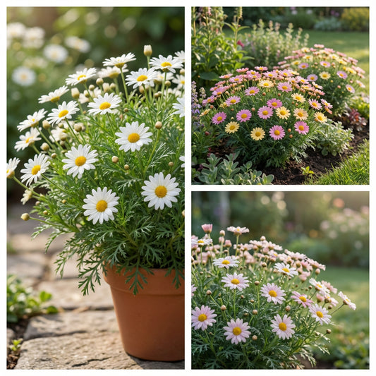 Argyranthemum Flower Seeds: Essential Planting Guide
