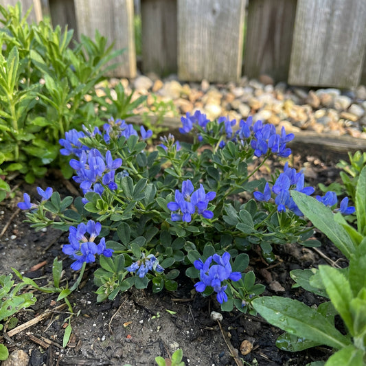 Blue Carmichaelii Flower Seeds: Essential Planting Guide