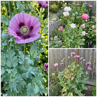 Somniferum Flower Seeds for Planting  Seeds for Lush and Elegant Blooms in Your Garden.