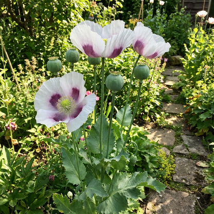 Somniferum Flower Seeds for Planting  Seeds for Lush and Elegant Blooms in Your Garden.