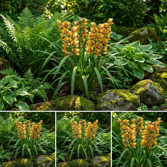 Cymbidium Orchid Flower Seeds for Planting  Seeds for Cultivating Beautiful Blooms in Your Garden