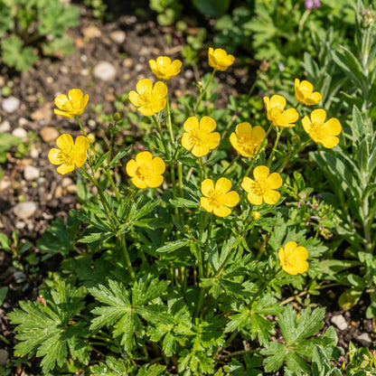 Yellow Buttercup Flower Seeds Planting Essentials