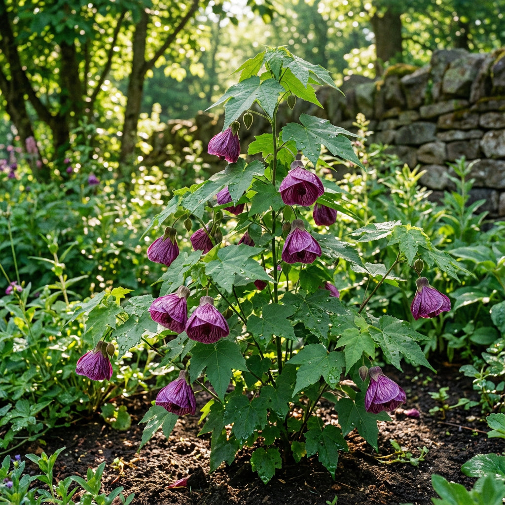 Abutilon Striatum Purple Flower Seeds for Planting