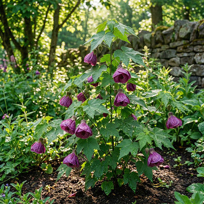 Abutilon Striatum Purple Flower Seeds for Planting