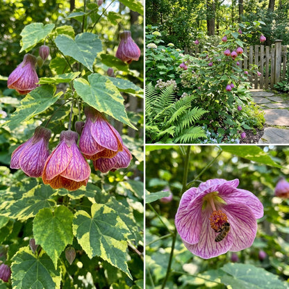 Abutilon Striatum Purple Flower Seeds for Planting