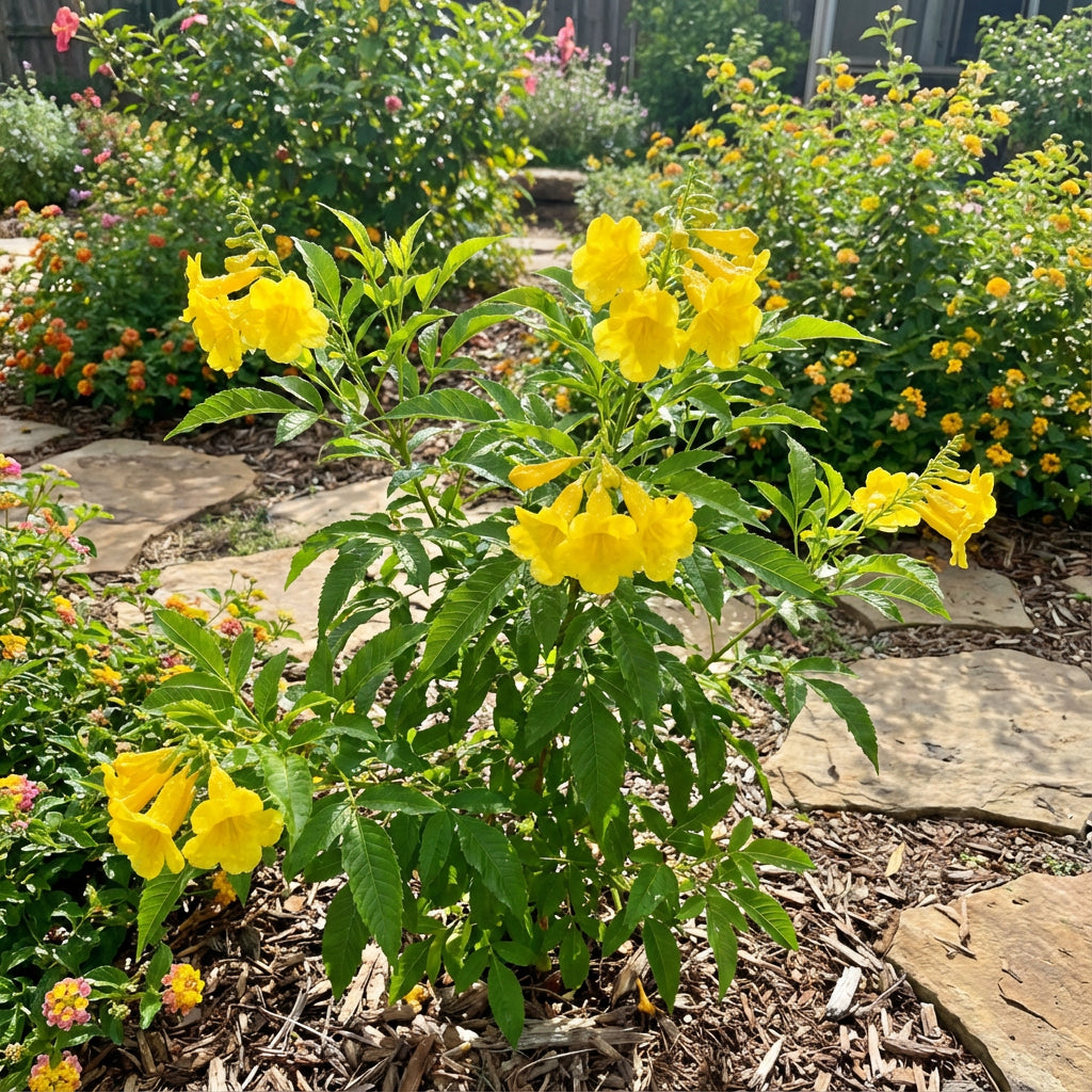 Tecoma Flower Seeds: Essential Planting Guide