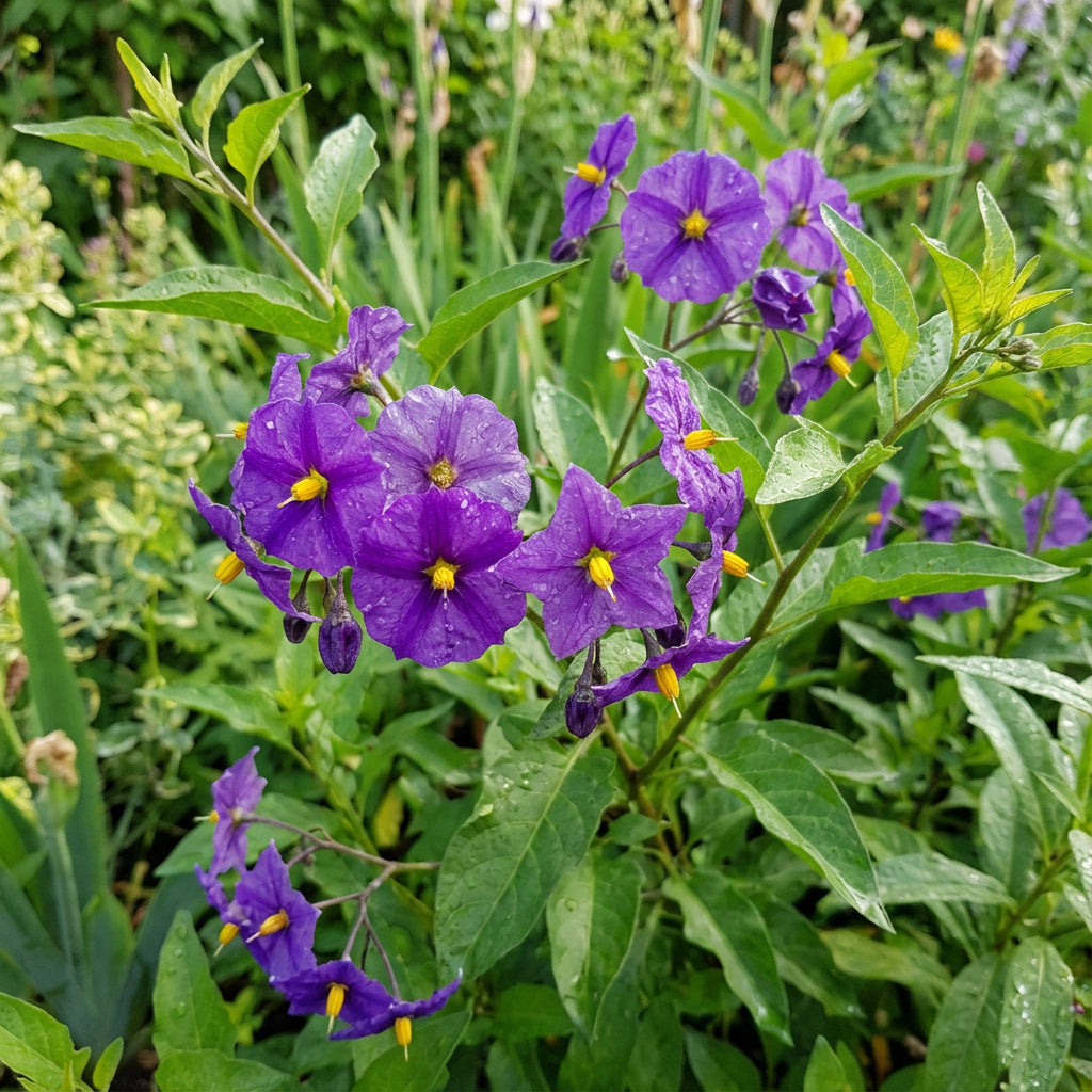 Solanum Flower Seeds for Colorful Garden Blooms Perfect for Planting and Cultivating Stunning Flower Displays!