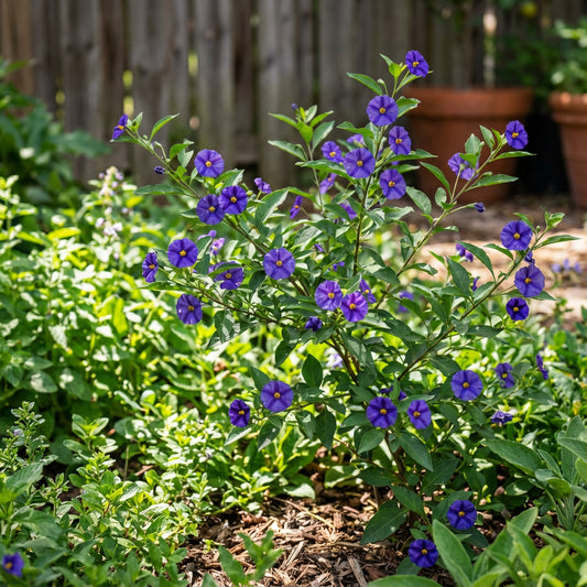 Solanum Flower Seeds for Colorful Garden Blooms Perfect for Planting and Cultivating Stunning Flower Displays!