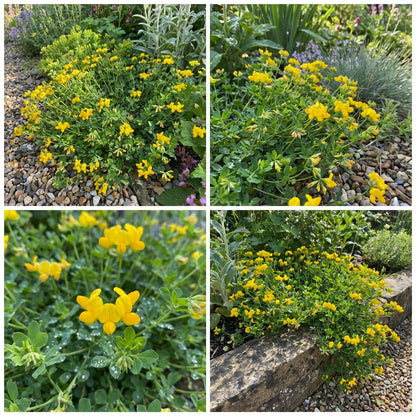 Birdsfoot Flower Seeds  Easy Planting Guide for a Stunning Garden