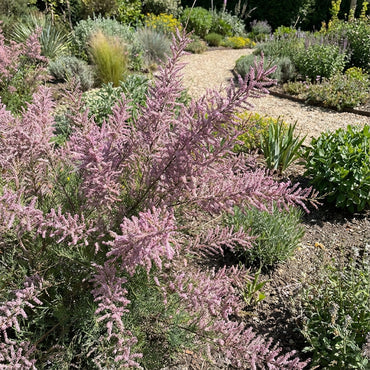 Tamarix Flower Seeds: Essential Planting Guide