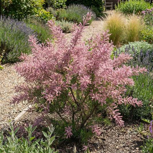 Tamarix Flower Seeds: Essential Planting Guide