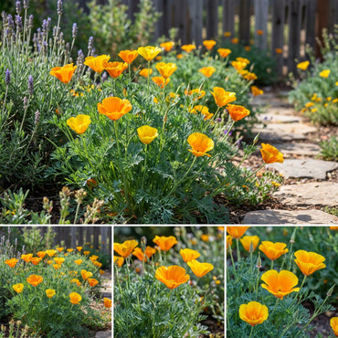 Eschscholzia Flower Seeds for Easy Planting