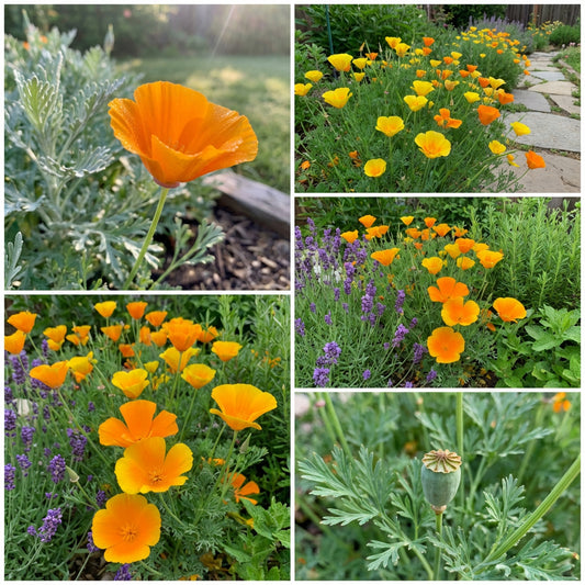 Eschscholzia Flower Seeds for Easy Planting