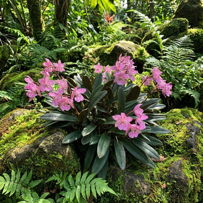 Erythrostictum Pink Flower Seeds for Planting