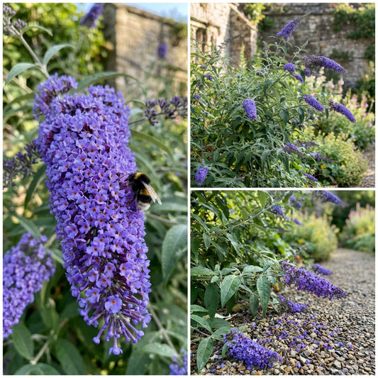 Blue Buddleja Flower Seeds - Planting Guide for a Vibrant Garden