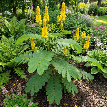 Yellow Candlestick Flower Seeds Planting